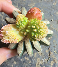 Load image into Gallery viewer, Ariocarpus Godzilla variegata grafted
