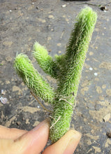 Load image into Gallery viewer, Stapelianthus pilosus, Hairy Stapelianthus, Rare Stapeliad Succulent, Live Plant
