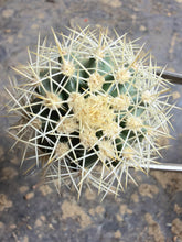 Load image into Gallery viewer, Echinocereus dasyacanthus

