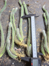 Load image into Gallery viewer, Hildewintera colademononis, Monkey Tail Cactus, Long White Hair Cactus, Live Cactus
