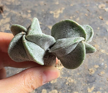 Load image into Gallery viewer, Astrophytum myriostigma
