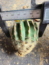 Load image into Gallery viewer, Ariocarpus Godzilla variegata grafted
