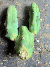 Load image into Gallery viewer, Echinopsis lageniformis f. monstrosa
