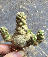 Load image into Gallery viewer, Dorstenia horwoodii
