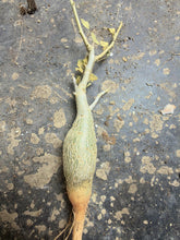 Load image into Gallery viewer, Bursera fagaroides
