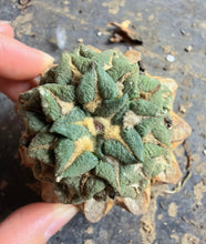 Load image into Gallery viewer, Grafted Ariocarpus kotschoubeyanus
