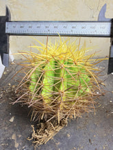 Load image into Gallery viewer, Echinocactus grusonii, Golden Barrel Cactus, Heavy Spine Form, Round Collector Cactus
