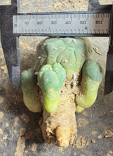 Load image into Gallery viewer, Lophophora peyote
