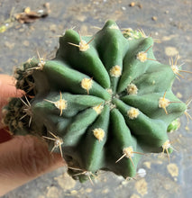 Load image into Gallery viewer, Ferocactus glaucescens/Oukanryuu Ferocactus glaucescens
