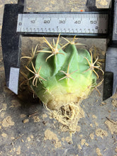 Load image into Gallery viewer, Ferocactus recurvus
