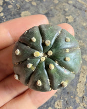 Load image into Gallery viewer, Astrophytum Asterias
