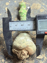 Load image into Gallery viewer, Dorstenia foetida
