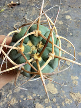 Load image into Gallery viewer, Gymnocalycium spegazzinii subsp. cardenasianum 'Long Spine Form'
