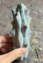 Load image into Gallery viewer, Stenocereus beneckei
