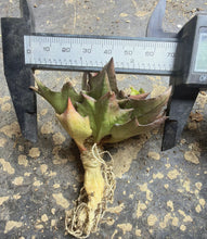 Load image into Gallery viewer, Rare Euphorbia francoisii, Multi-color Leaf Spurge Caudex, Live Succulent
