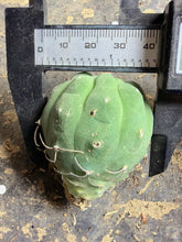 Load image into Gallery viewer, Matucana madisoniorum
