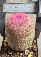 Load image into Gallery viewer, Echinocereus rigidissimus var.
