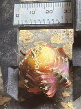 Load image into Gallery viewer, Gymnocalycium mihanovichii variegata
