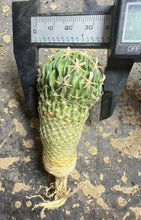 Load image into Gallery viewer, Stenocactus phyllacanthus
