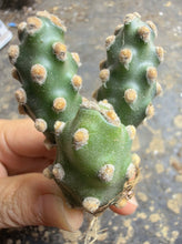 Load image into Gallery viewer, Tephrocactus molinensis
