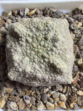 Load image into Gallery viewer, Pseudolithos cubiformis
