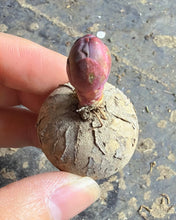 Load image into Gallery viewer, Euphorbia Rapulum
