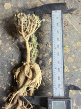 Load image into Gallery viewer, Trichodiadema bulbosum Schwantes
