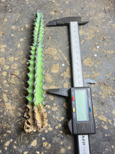 Load image into Gallery viewer, Euphorbia grandicornis, Cow's Horn Euphorbia, Dragon Horn Kirin, Rare Columnar Succulent
