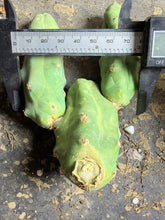 Load image into Gallery viewer, Echinopsis lageniformis f. monstrosa

