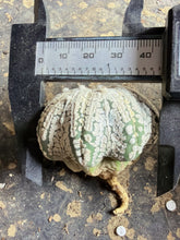 Load image into Gallery viewer, Astrophytum asterias 'Superkabuto' Starfish form
