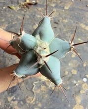 Load image into Gallery viewer, Myrtillocactus geometrizans，Blue Myrtle Cactus
