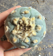 Load image into Gallery viewer, Lophophora peyote
