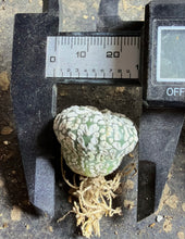 Load image into Gallery viewer, Astrophytum asterias 'Super Kabuto V-Type
