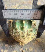 Load image into Gallery viewer, Ariocarpus Godzilla variegata grafted
