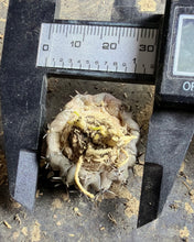 Load image into Gallery viewer, Gymnocalycium bodenbenderianum
