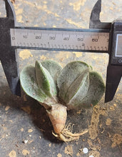 Load image into Gallery viewer, Astrophytum myriostigma
