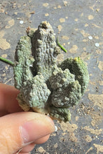Load image into Gallery viewer, Pseudolithos mccoyi
