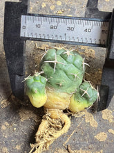Load image into Gallery viewer, Coryphantha poselgeriana

