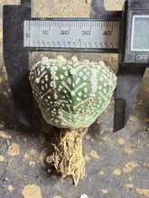 Load image into Gallery viewer, Astrophytum asterias 'Super Kabuto V-Type
