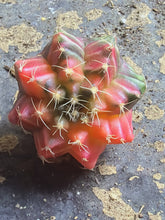 Load image into Gallery viewer, Gymnocalycium mihanovichii variegata
