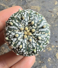 Load image into Gallery viewer, Astrophytum asterias 'Super Kabuto V-Type
