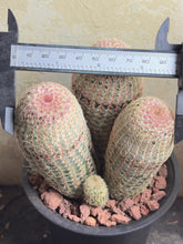 Load image into Gallery viewer, Echinocereus rigidissimus var.
