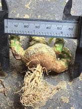 Load image into Gallery viewer, Dorstenia horwoodii
