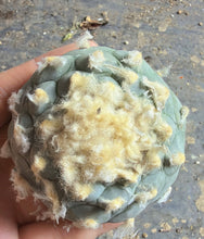 Load image into Gallery viewer, Lophophora peyote
