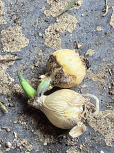 Load image into Gallery viewer, Massonia pustulata, Blistered Massonia, Hedgehog Lily, Rare Bulb Succulent
