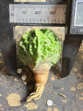 Load image into Gallery viewer, Astrophytum myriostigma cv. Onzuka f. tricostatum Fukuryiu
