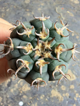 Load image into Gallery viewer, GYMNOCALYCIUM spegazzinii v.unguispinum
