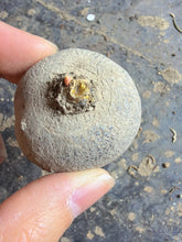 Load image into Gallery viewer, Euphorbia Rapulum
