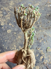 Load image into Gallery viewer, Trichodiadema bulbosum Schwantes
