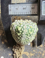 Load image into Gallery viewer, Astrophytum asterias 'Super Kabuto V-Type

